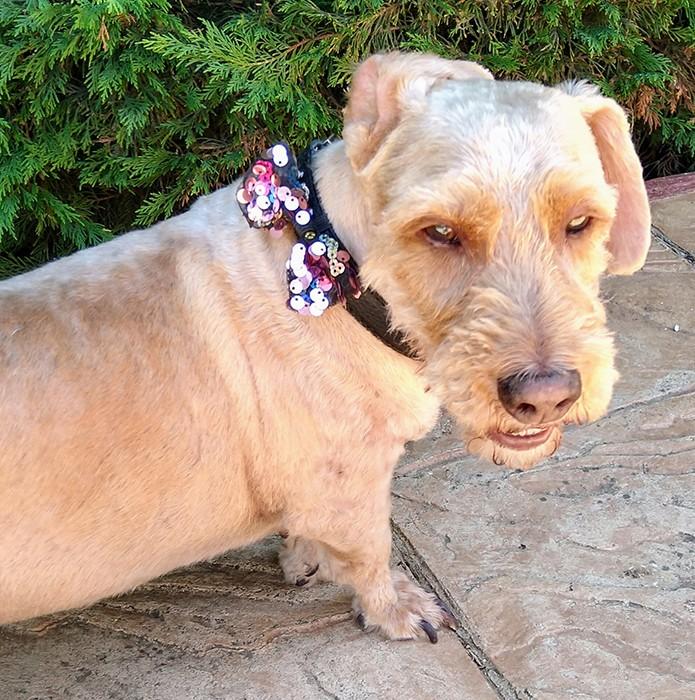 susana escribano Lazo lentejuelas para collar de mascota Superdescuento